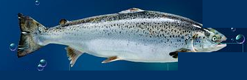 Vanjaram Fish