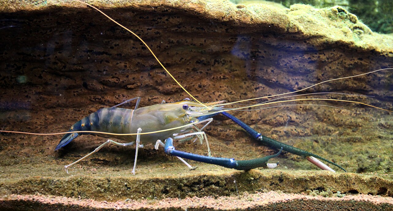 Royal River Scampi